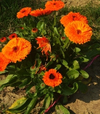 Nechtík lekársky Neon - Calendula officinalis - predaj semien - 40 ks