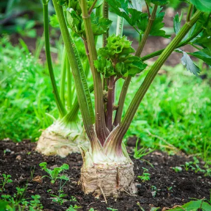 BIO Zeler bulvový Mars - Apium graveolens - predaj bio semien - 20 ks