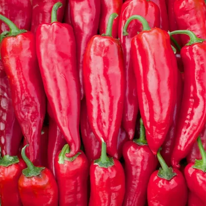 Bio Paprika Korosko - Capsicum annuum - predaj bio osiva - 6 ks