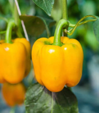 Bio Paprika žltá California Wonder - Capsicum annuum - predaj bio semien - 10 ks