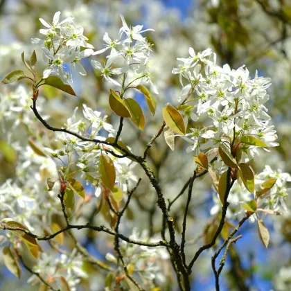 Muchovník kanadský - Amelanchier canadensis - predaj semien - 10 ks