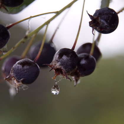 Muchovník kanadský - Amelanchier canadensis - predaj semien - 10 ks