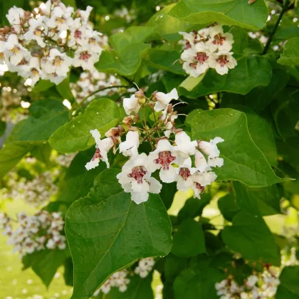 Katalpa Fargesova - Catalpa fargesii - predaj semien - 8 ks