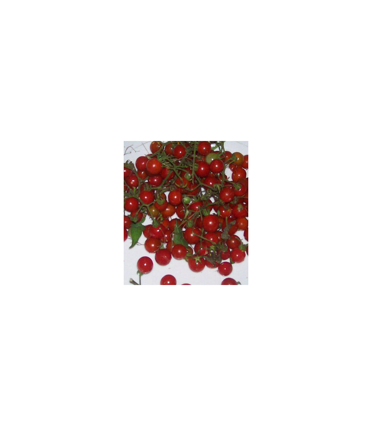 Divá paradajka červená - Lycopersicon pimpinellifolium - semiačka - 6 ks