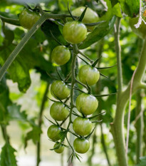 Paradajka Limetto F1 - Cherry paradajka - Solanum lycopersicum - Predaj semien rajčiaka - 5 ks