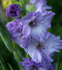 Gladiola modrá Tropic - Gladiolus communis - predaj cibuľovín - 3 ks