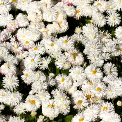 Sedmokráska stredne plnokvetá biela - Bellis perennis - predaj semien - 0,1 g