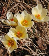 Krókus Ochroleucus - Crocus ochroleucus - predaj cibuľovín - 3 ks