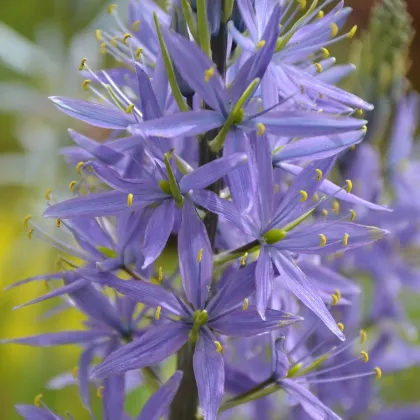 Ladoník modrý - Camassia - predaj cibuľovín - 2 ks