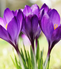 Krókus Tomasiniho Whitewell Purple - Crocus tommasinianus - predaj cibuľovín - 3 ks