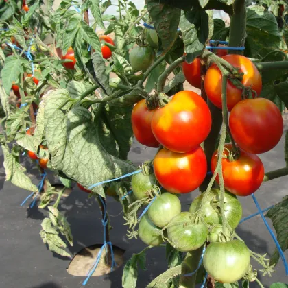 Paradajka stupická poľná skorá - Solanum lycopersicum - semená rajčiaka - 35 ks