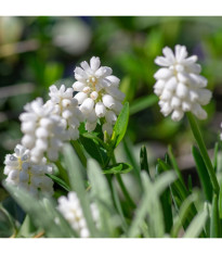 Modrica biela - Muscari aucheri - predaj cibuľovín - 4 ks