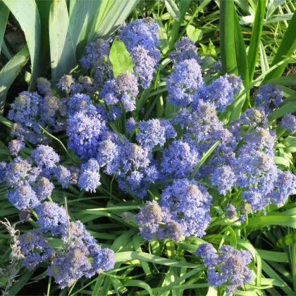 Modrica Blue Spike - Muscari aucheri - predaj cibuľovín - 5 ks