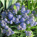 Modrica Blue Spike - Muscari aucheri - predaj cibuľovín - 5 ks