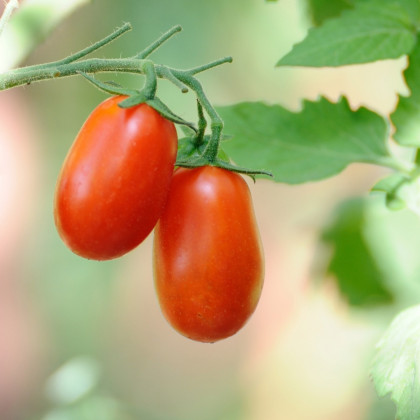 Paradajka kolíková Ravello F1 - Solanum lycopersicum - Semená rajčiaka - 4 ks