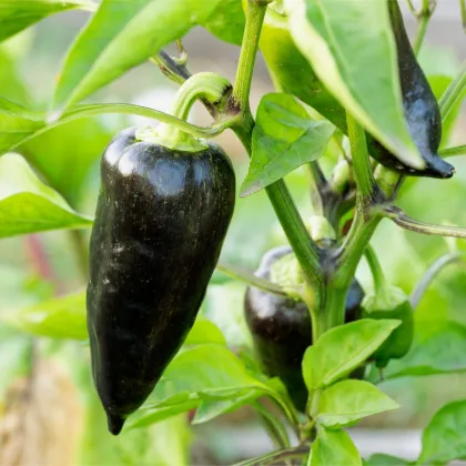 Paprika Black Knight F1 - Capsicum annuum - predaj semien - 7 ks