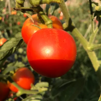 Paradajka kolíková F1 Harzfeuer - Solanum lycopersicum - Semená rajčiaka - 6 ks