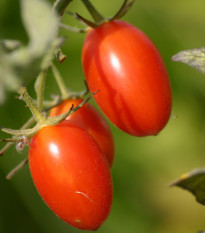 Paradajka kríčková Roma - Solanum lycopersicum - Semená rajčiaku - 65 ks