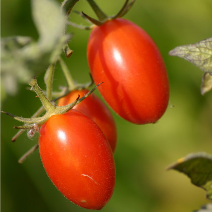 Paradajka kríčková Roma - Solanum lycopersicum - Semená rajčiaku - 65 ks