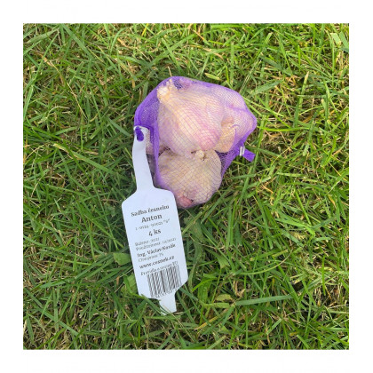 Sadbový cesnak Anton - Allium sativum - nepaličiak - predaj cibulí cesnaku - 1 balenie