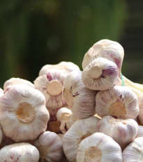 Sadbový cesnak Anton - Allium sativum - nepaličiak - predaj cibulí cesnaku - 1 balenie