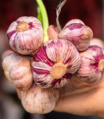 Sadbový cesnak Slavin II - Allium sativum - paličiak - predaj cibulí cesnaku - 1 balenie