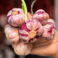 Sadbový cesnak Slavin II - Allium sativum - paličiak - predaj cibulí cesnaku - 1 balenie