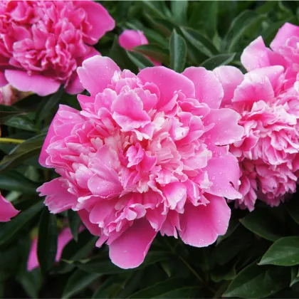 Pivónia ružová Dr. Alex Flamming - Paeonia lactiflora - predaj cibuľovín - 1 ks