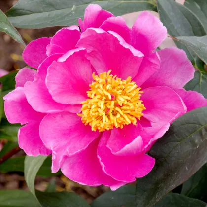 Pivónia červená Karl Rosenfield - Paeonia lactiflora - predaj cibuľovín - 1 ks