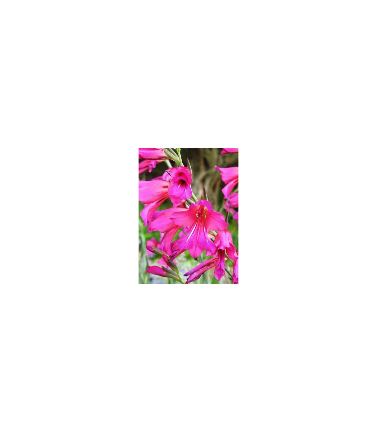 Gladiola obyčajná - Gladiolus byzantinus communis - predaj cibuľovín - 3 ks