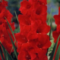 Gladiola červená Hunting song - Hunting song gladiolus - predaj cibuľovín - 3 ks