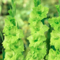 Gladiola Green Star - Gladiolus communis - predaj cibuľovín - 3 ks