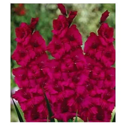 Gladiola Plum Tart - Gladiolus byzantinus - predaj cibuľovín - 3 ks