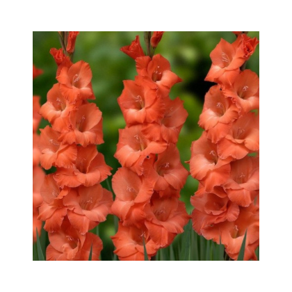 Gladiola oranžová - Gladiolus communis - predaj cibuľovín -  3 ks
