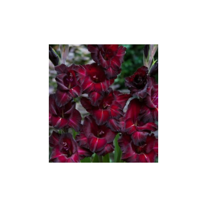 Gladiola Black Star - Gladiolus - predaj cibuľovín - 3 ks