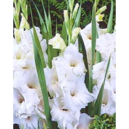 Gladiola White Prosperity - Gladiolus - predaj cibuľovín - 3 ks