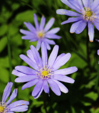 Veternica Blue Shades - Anemone blanda - predaj cibuľovín - 3 ks