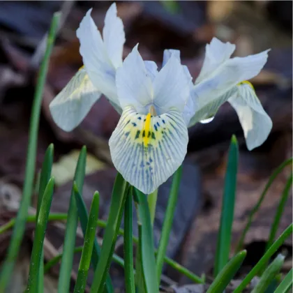 Kosatec sieťkovaný biely - Iris reticulata - predaj cibuľovín - 3 ks