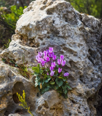 Cyklamén - Cyclamen cilicium - predaj cibuľovín - 1 ks