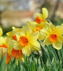 Narcis Jetfire - Narcissus - predaj cibuliek narcisov - 3 ks