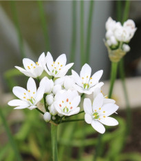 Cesnak okrasný - Allium neapolitanum - predaj cibuľovín - 3 ks