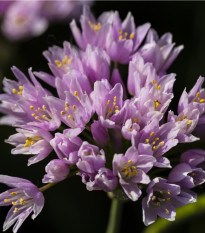 Cesnak okrasný ružový - Allium roseum - predaj cibuľovín - 3 ks