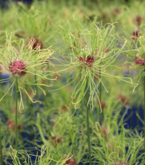 Cesnak okrasný Hair - Allium - predaj cibuľovín - 3 ks