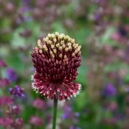 Cesnak okrasný - Allium amethystinum - predaj cibuľovín - 1 ks