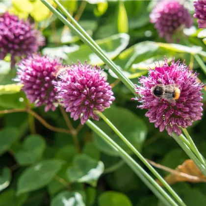 Cesnak okrasný - Allium Sphaerocephalon - predaj cibuľovín - 3 ks