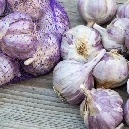 Sadbový cesnak Topaz - Allium sativum - paličiak - predaj cibulí cesnaku - 1 balenie