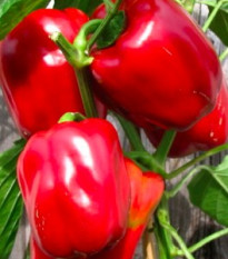 Paprika Roberta F1 - Capsicum annuum - semiačka - 6 ks