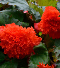 Begónia štipenitá oranžová - Begonia fimbriata - predaj cibuľovín - 2 ks