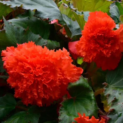 Begónia štipenitá oranžová - Begonia fimbriata - predaj cibuľovín - 2 ks