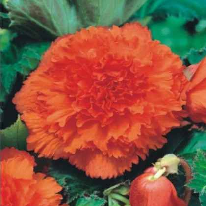 Begónia štipenitá oranžová - Begonia fimbriata - predaj cibuľovín - 2 ks